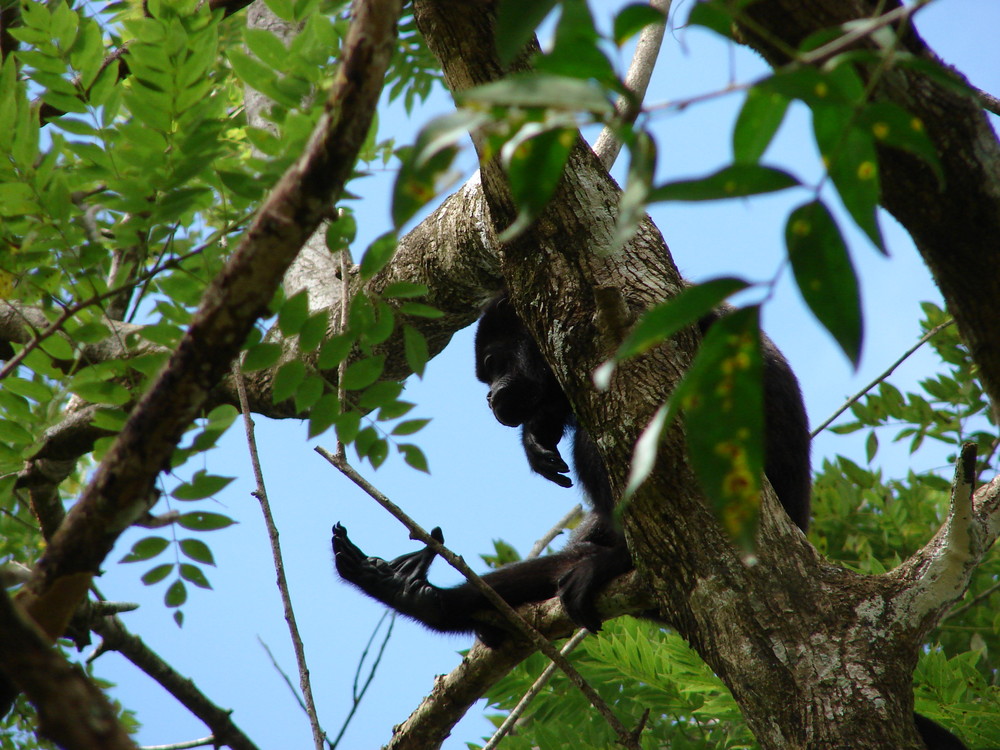 Brüllaffe in Monte Alto / Costa Rica