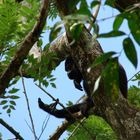 Brüllaffe in Monte Alto / Costa Rica