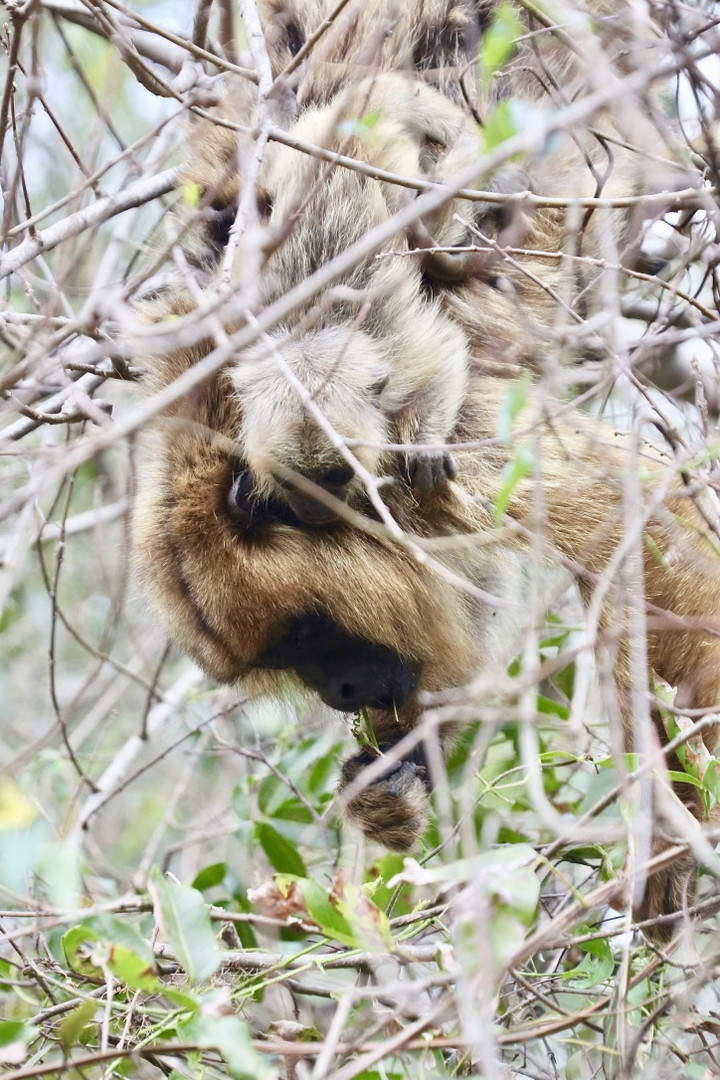 Brüllaffen - Caraya-Affe bei Blättermahlzeit (III)