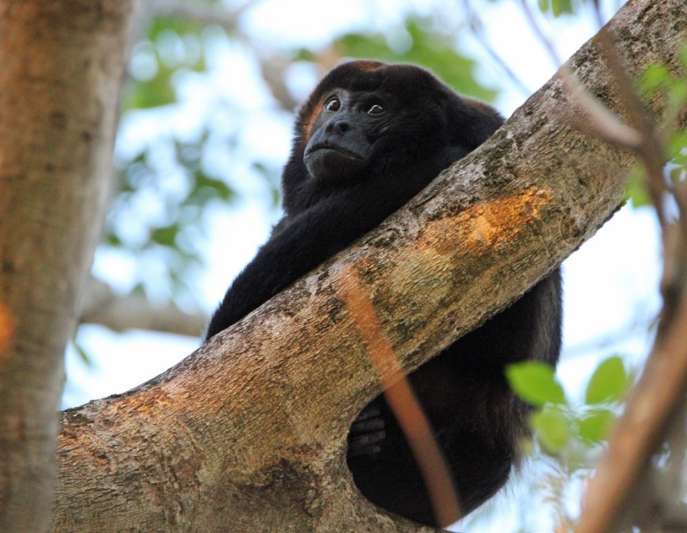 Brüllaffen, Costa Rica