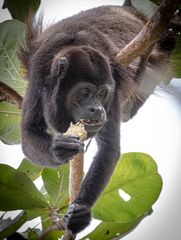 Brüllaffen in Costa Rica