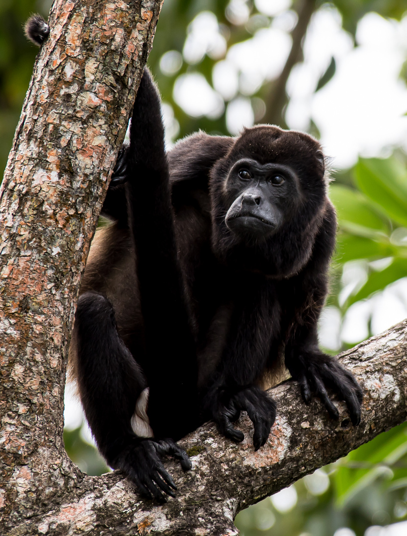 Brüllaffen in Costa Rica