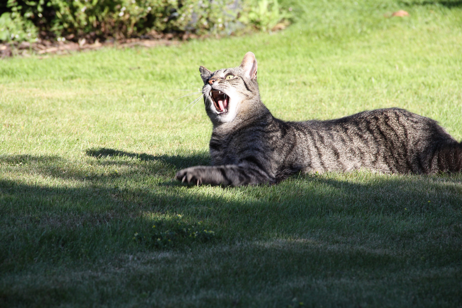 Brüllender Tiger