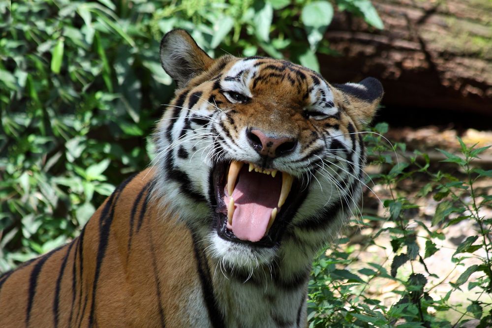 brüllender Tiger von Hartmut Neidiger 