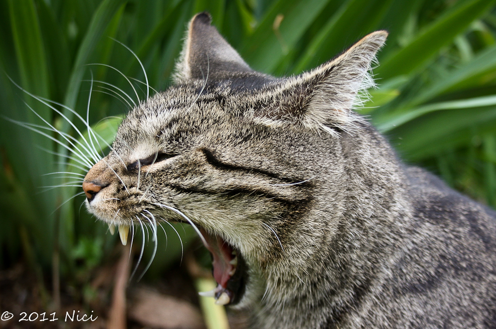 Brüllkatze