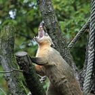 Brüllnasenbär? Nein, nur ein gerade aufgewachter Nasenbär.