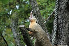 Brüllnasenbär? Nein, nur ein gerade aufgewachter Nasenbär.