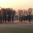 Brüner Bruch im Frühnebel