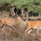 Brünftiger Rothirsch verfolgt Hirschkuh