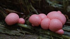 Brüstchen mit Gänsehaut