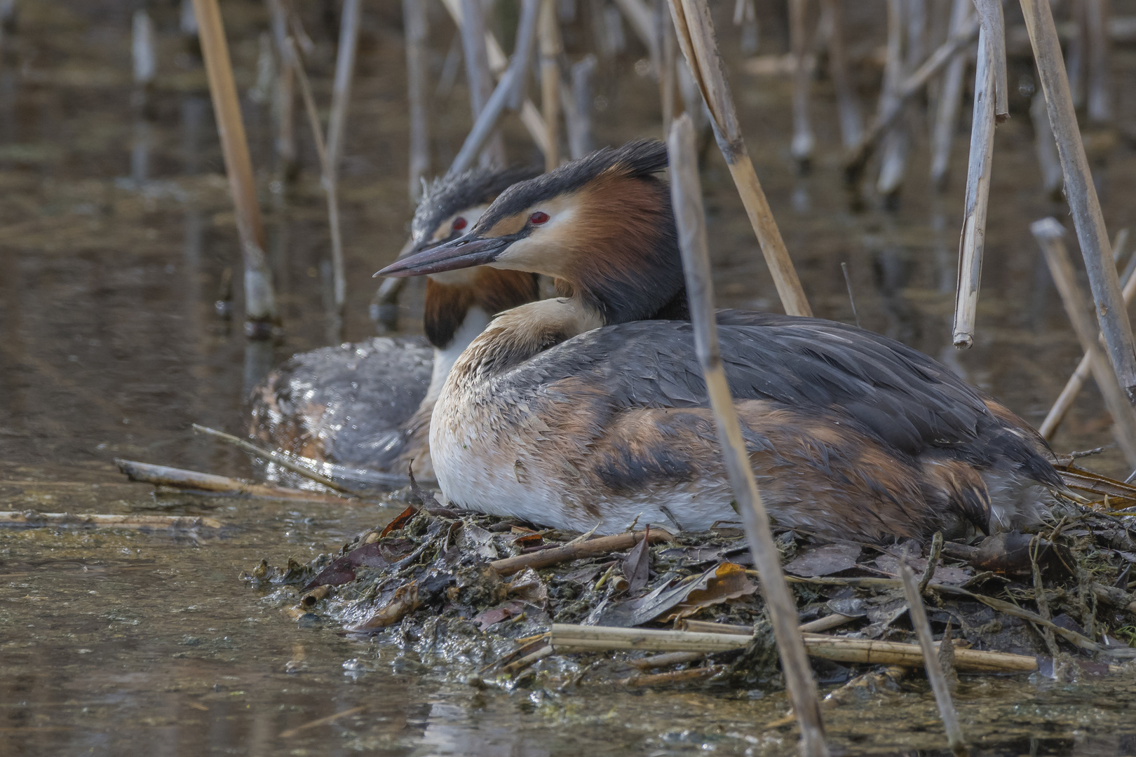 brüten Foto & Bild nature, outdoor, natur Bilder auf