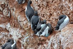 Brüten ohne Nest