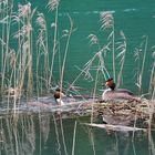 Brüten und Nestbau werden aufgeteilt!