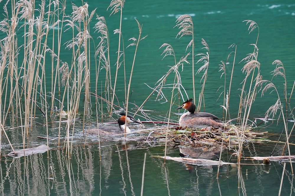 Brüten und Nestbau werden aufgeteilt!