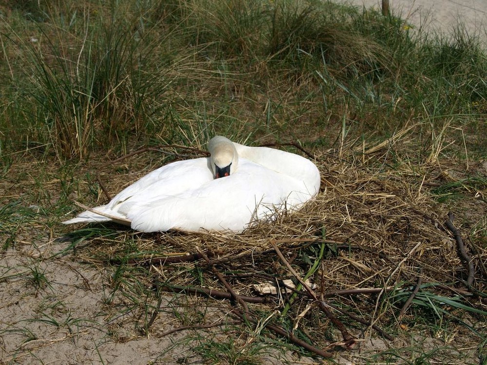 Brütend in Boltenhagen