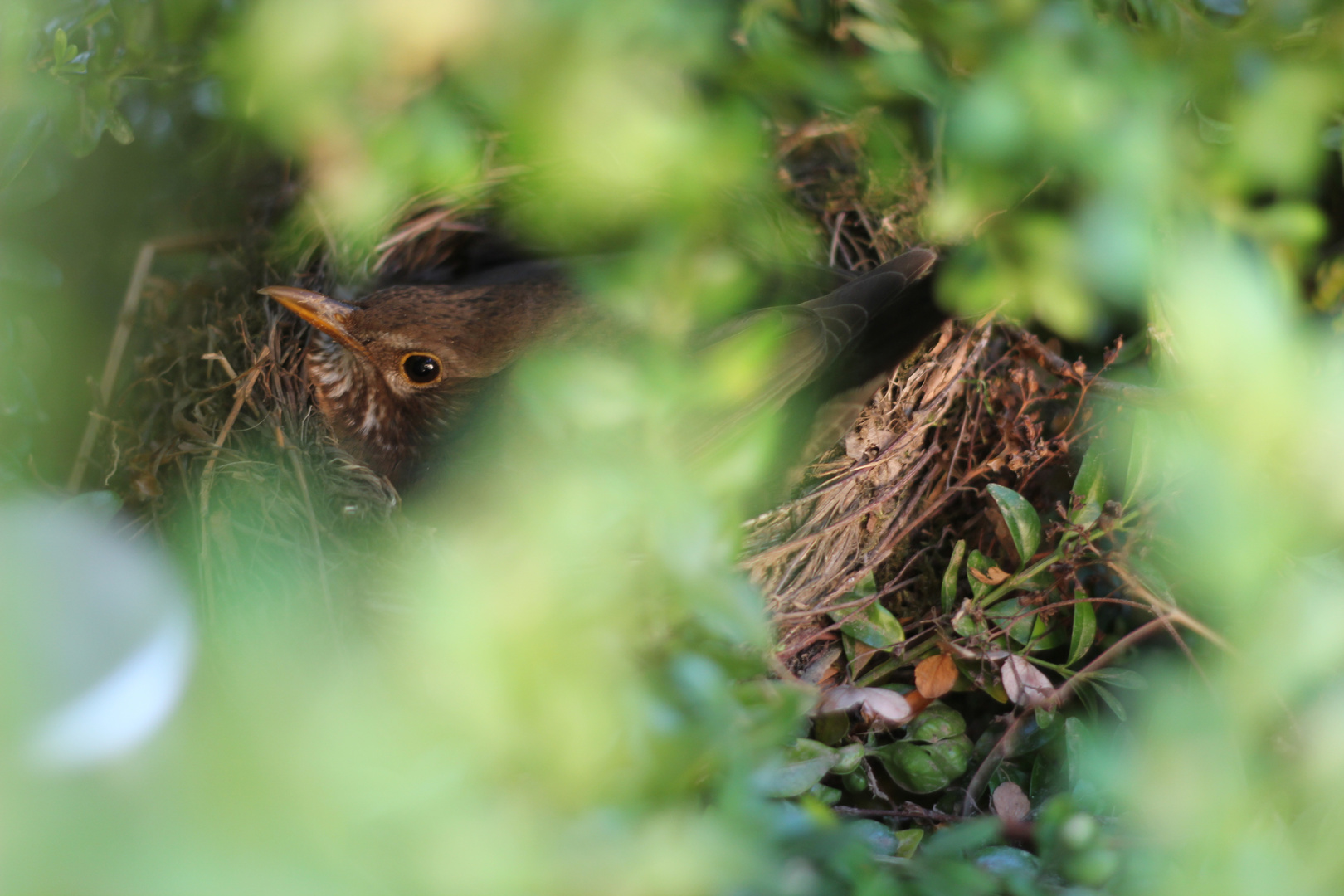 brütende Amsel