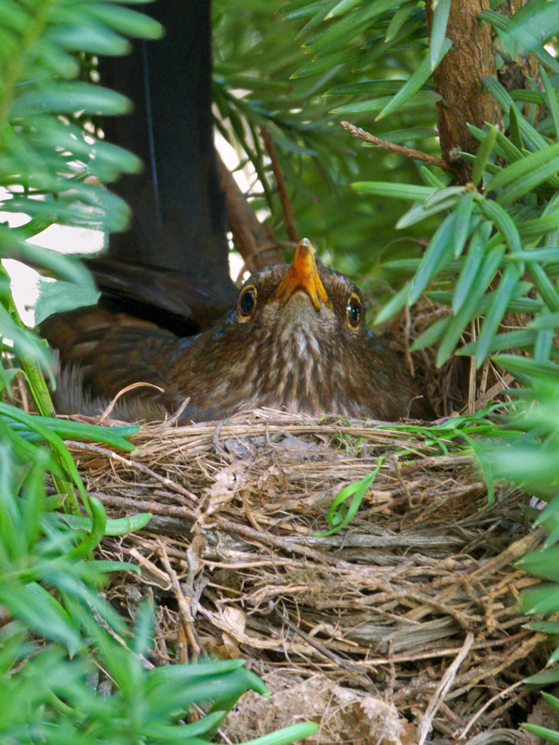 Brütende Amsel