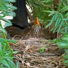 Brütende Amsel