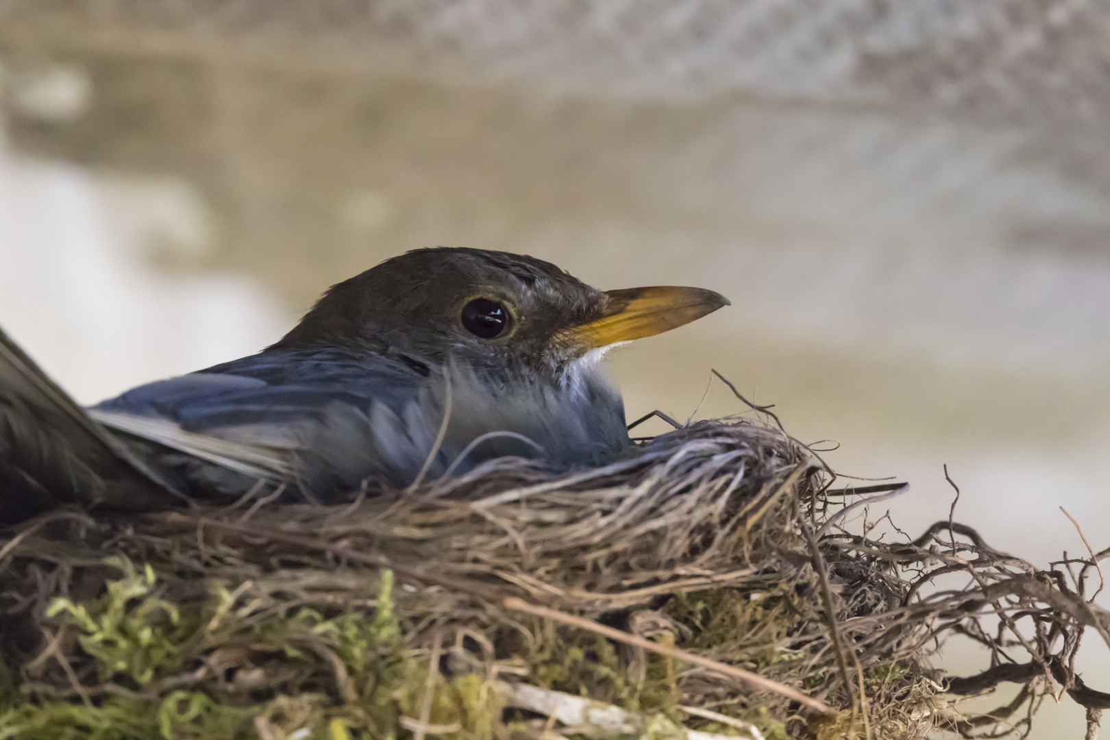 brütende Amsel