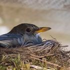 brütende Amsel