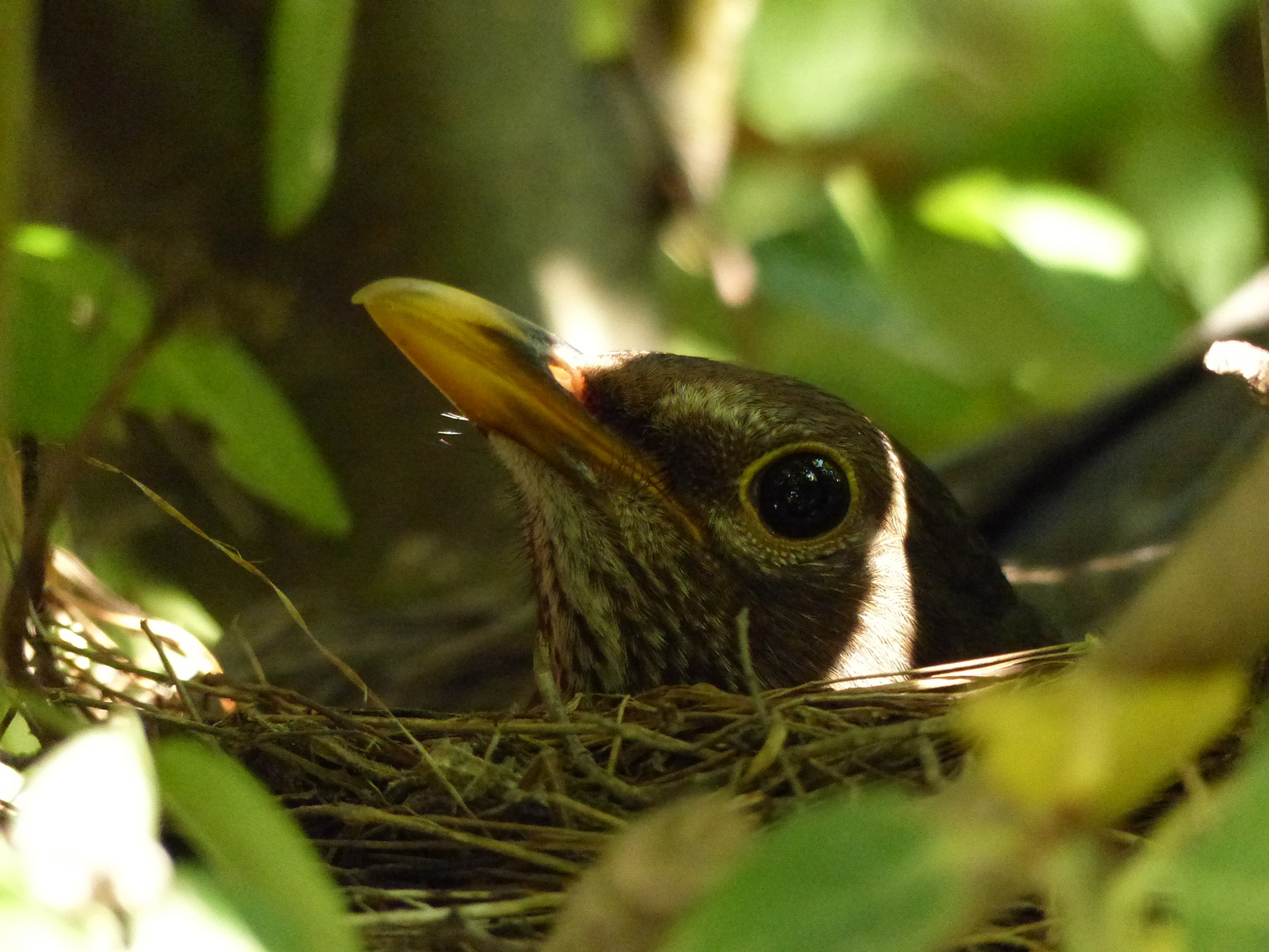 brütende Amsel