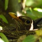 brütende Amsel