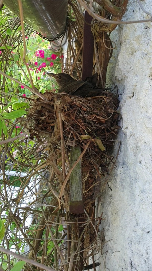 Brütende Amsel