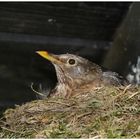 brütende Amsel