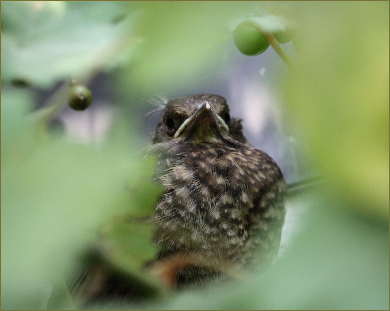 Brütende Amsel