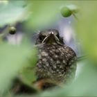 Brütende Amsel