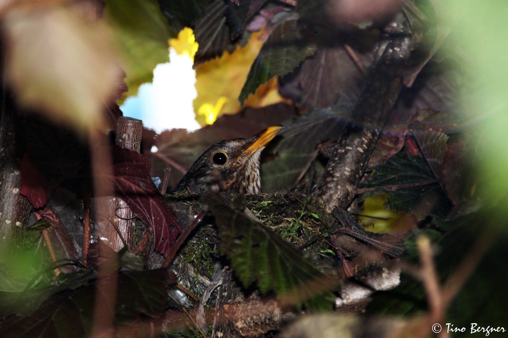 brütende Amsel