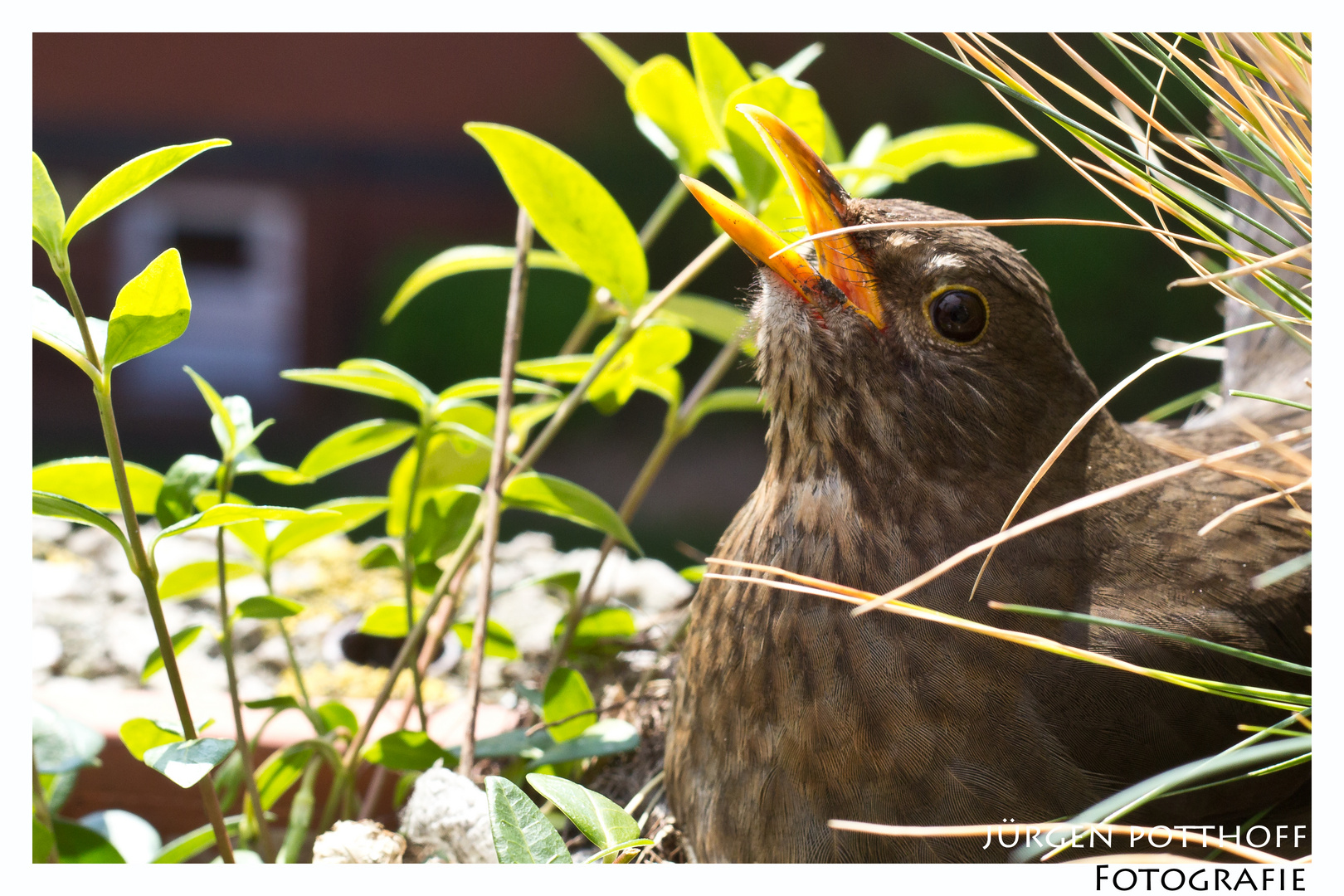 Brütende Amsel