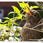 Brütende Amsel