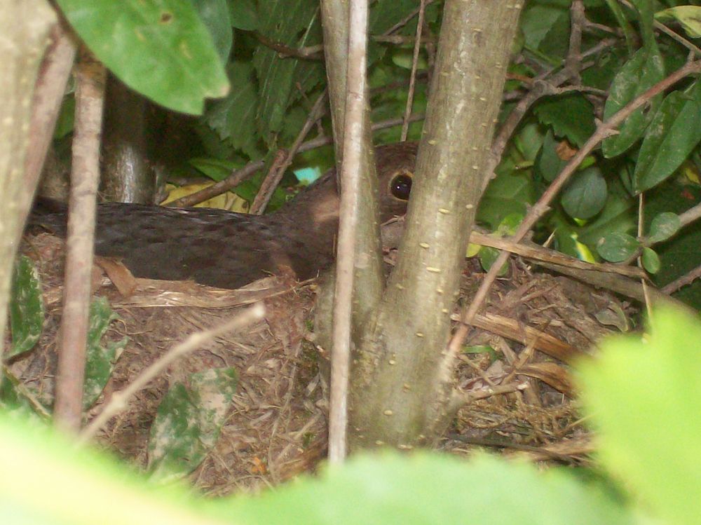 brütende Amsel