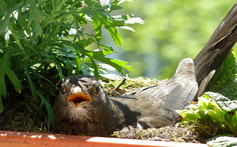 Brütende Amsel