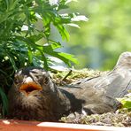 Brütende Amsel