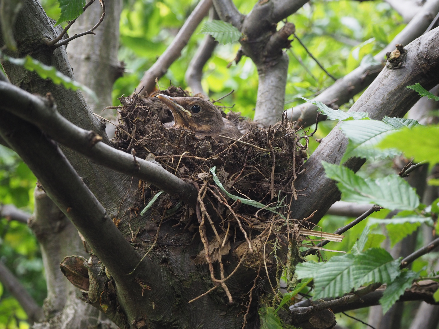 brütende Amsel