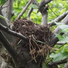 brütende Amsel