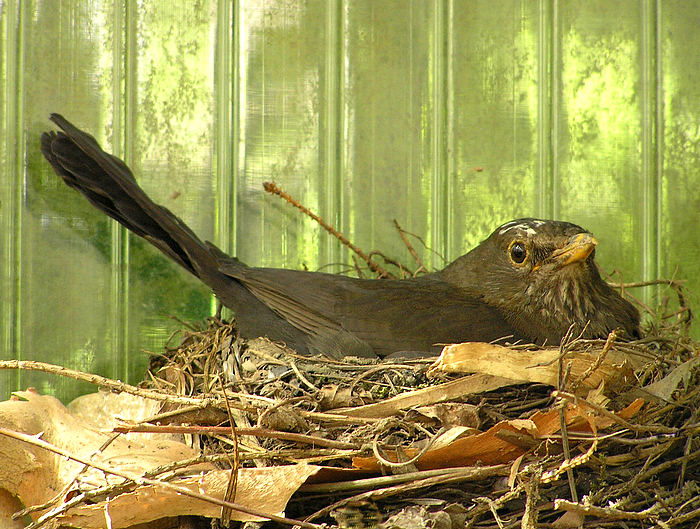 Brütende Amsel