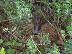 Brütende Ente