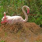 Brütende Flamingos