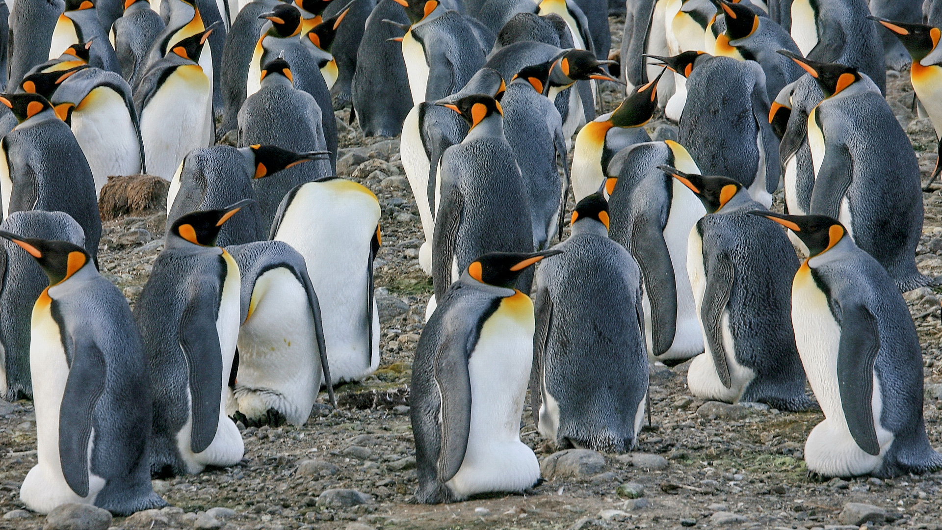 brütende Königspinguine