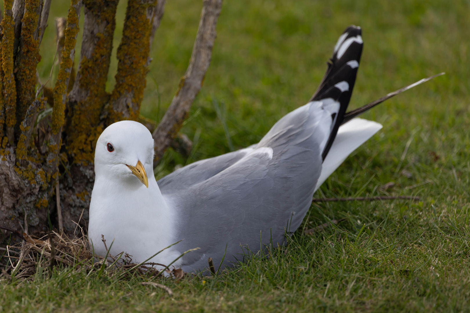 Brütende Möwe