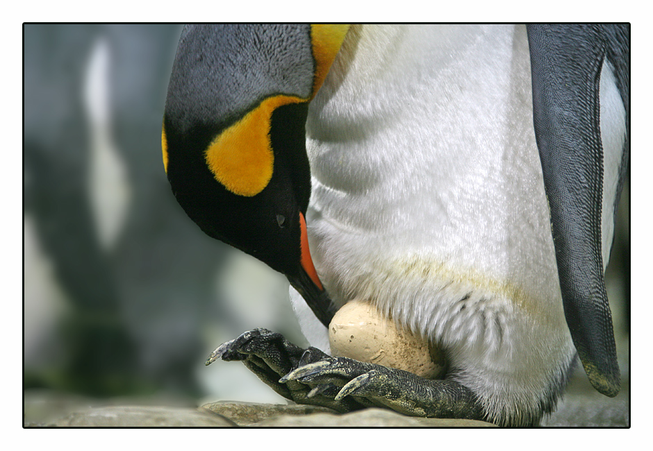 brütende Pinguine