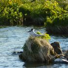 brütende Seeschwalben am Myvatn in Island