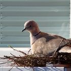 Brütende Türkentaube - Streptopelia decaocto