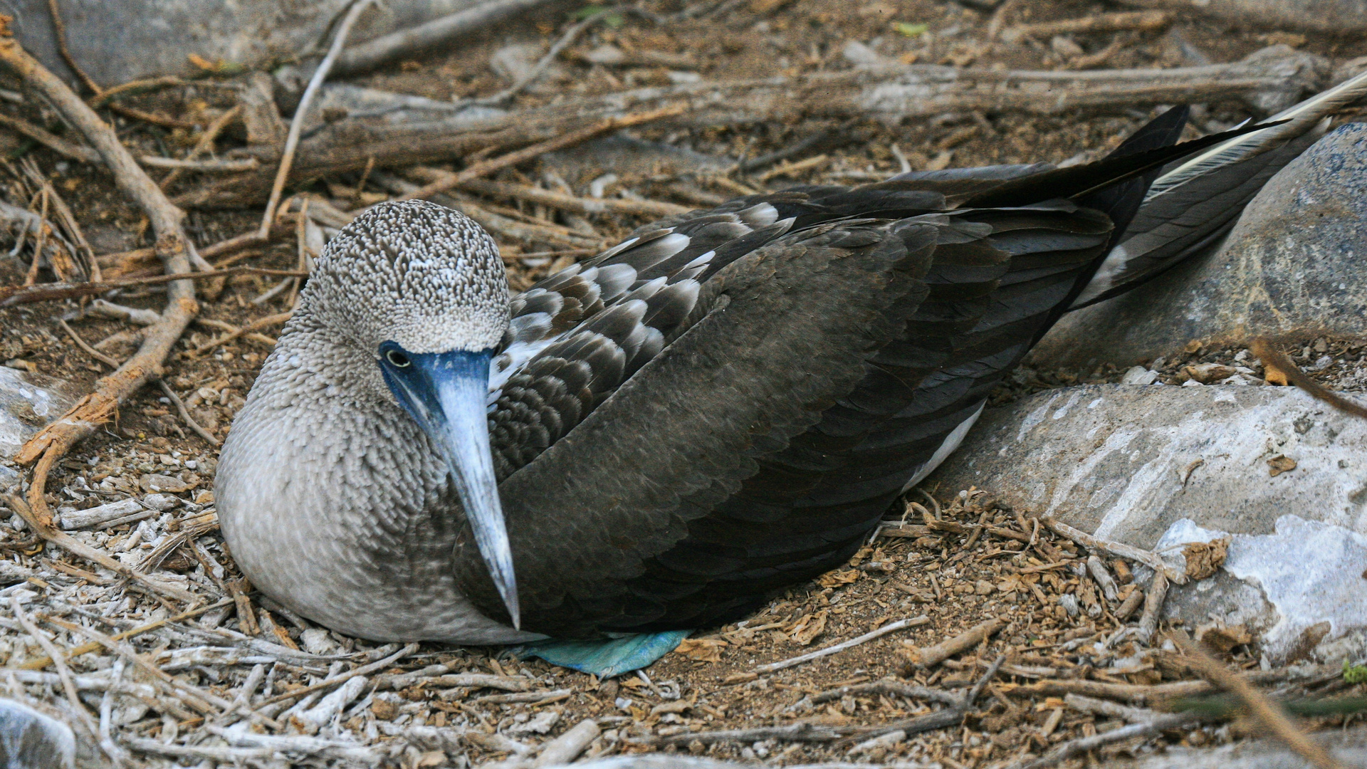 brütender Blaufußtölpel