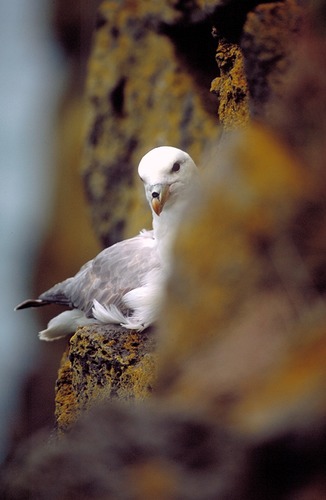 Brütender Eissturmvogel