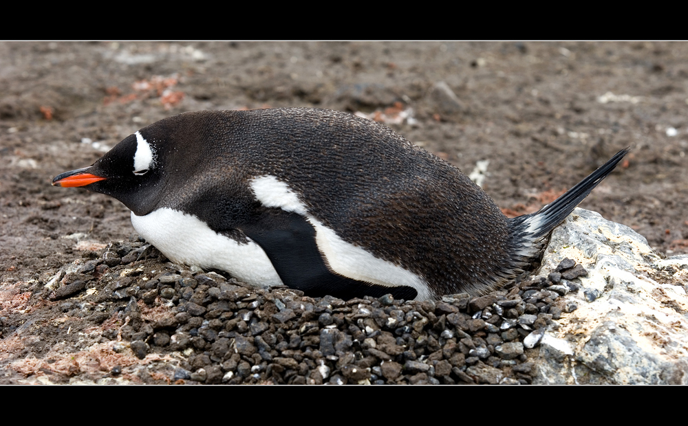 Brütender Eselspinguin • Aitcho Island