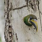 brütender grüner Tukan in Belize